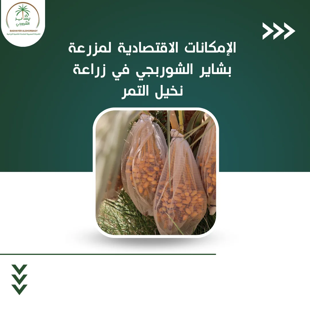 الإمكانات الاقتصادية لمزرعة بشاير الشوربجي في زراعة نخيل التمر