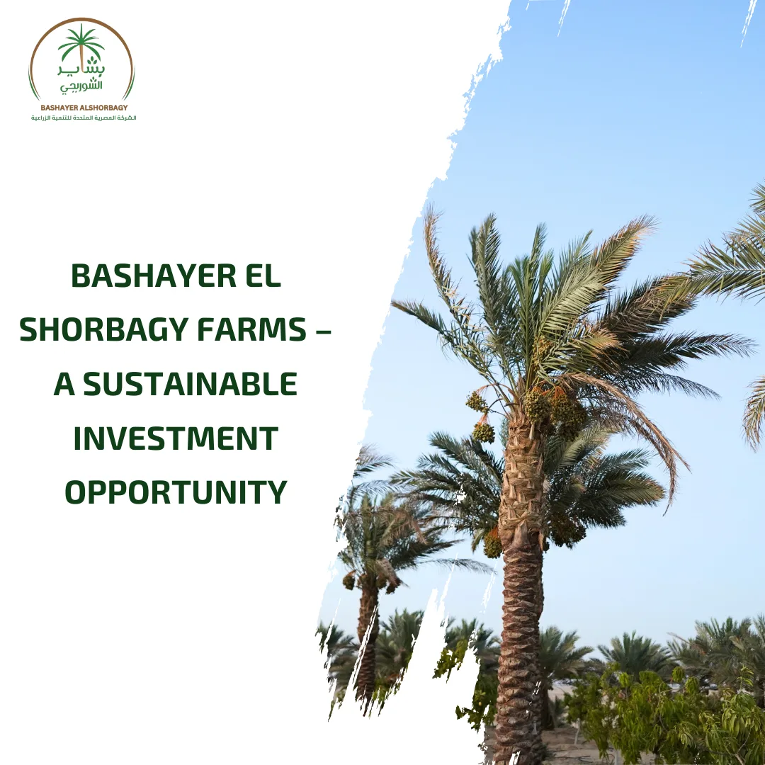 Bashayer El Shorbagy Farms – A Sustainable Investment Opportunity