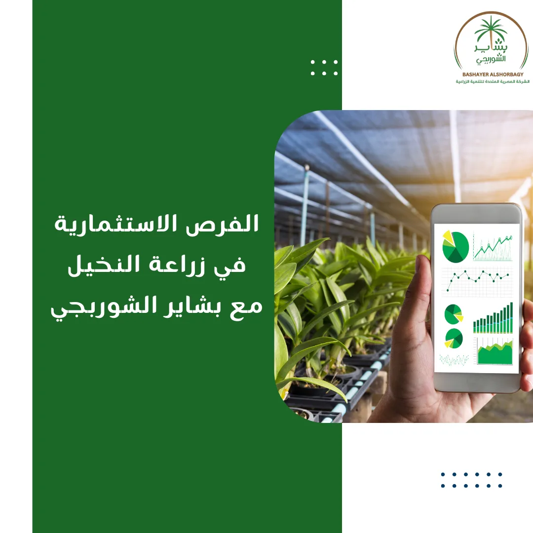 الفرص الاستثمارية في زراعة النخيل مع بشاير الشوربجي