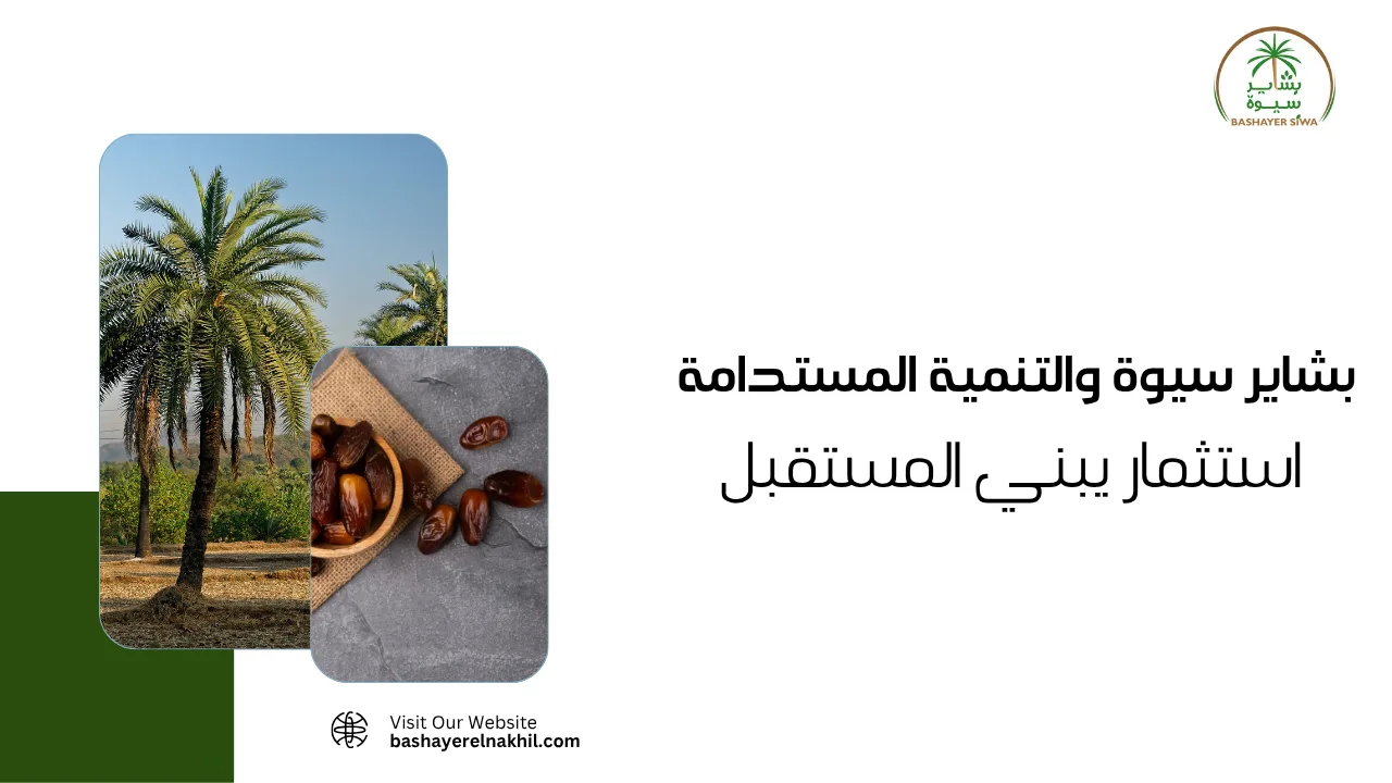 بشاير سيوة والتنمية المستدامة.. استثمار يبني المستقبل