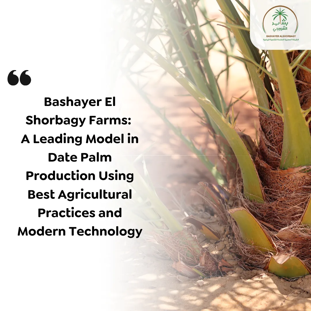 Bashayer El Shorbagy Farms: A Leading Model in Date Palm Production Using Best Agricultural Practices and Modern Technology