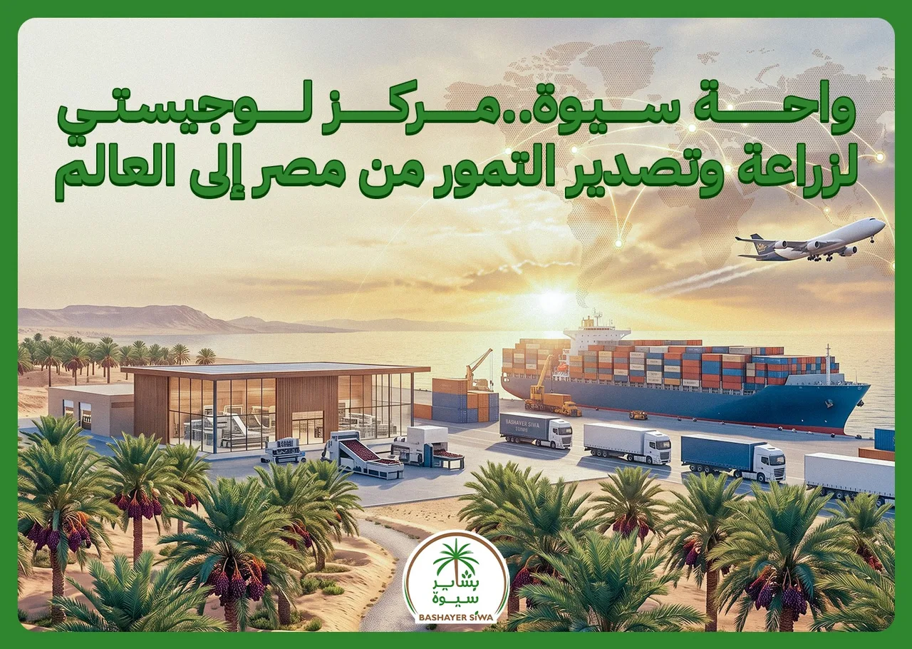 واحة سيوة..مركز لوجيستي لزراعة وتصدير التمور من مصر إلى العالم
