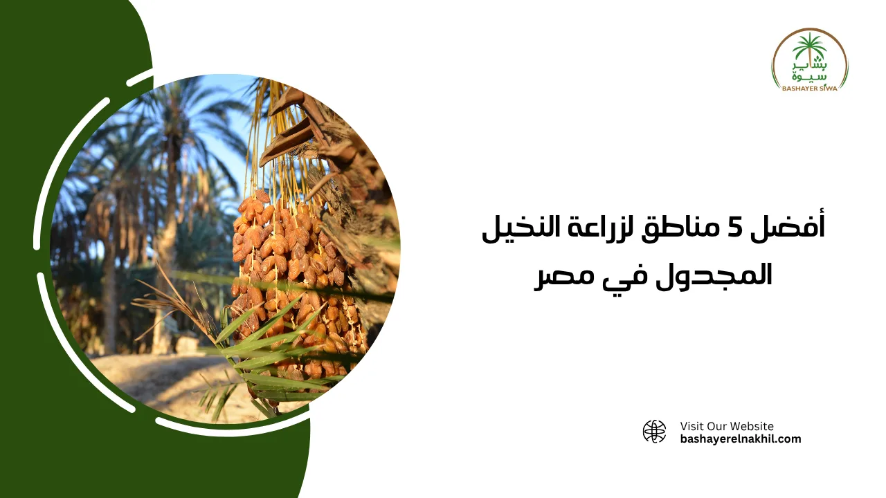 أفضل 5 مناطق لزراعة النخيل المجدول في مصر
