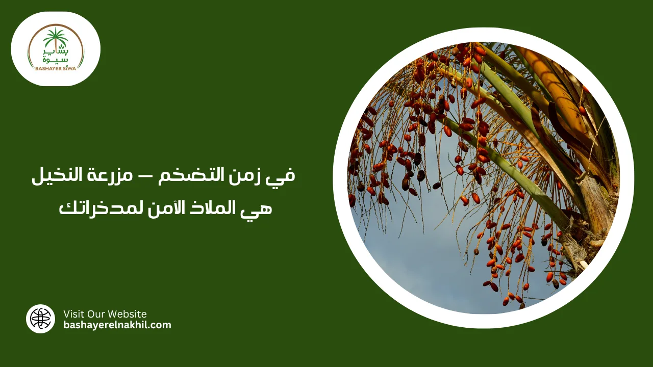 في زمن التضخم — مزرعة النخيل هي الملاذ الآمن لمدخراتك