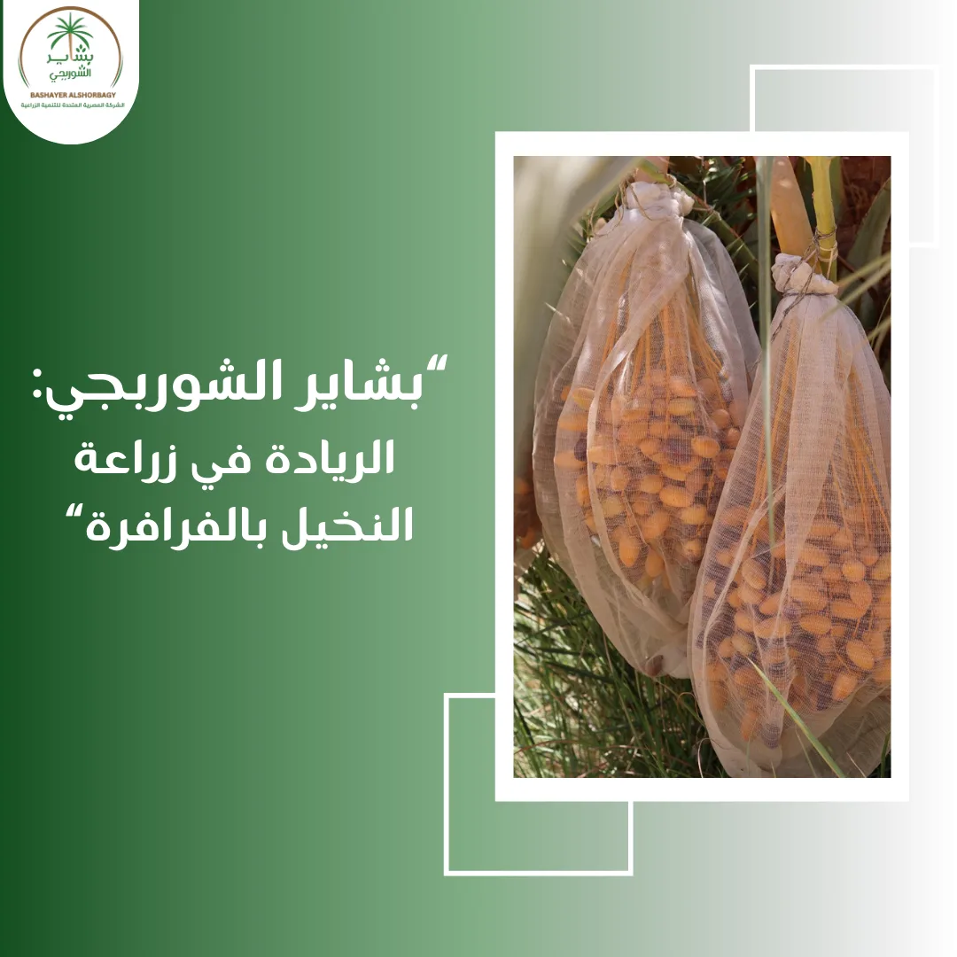 بشاير الشوربجي: الريادة في زراعة النخيل بالفرافرة