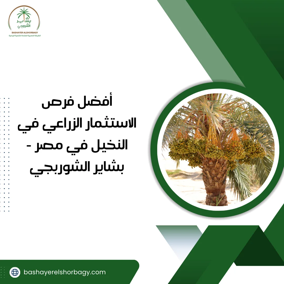 أفضل فرص الاستثمار الزراعي في النخيل في مصر – بشاير الشوربجي