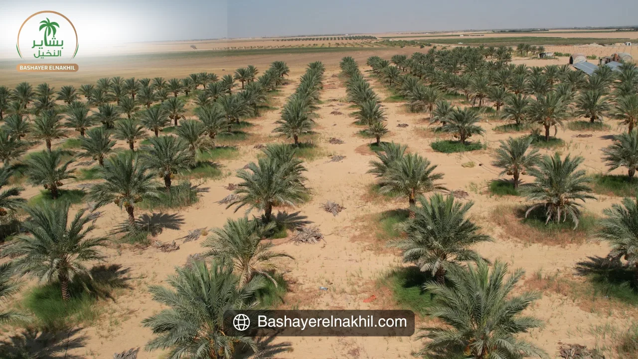 بشاير النخيل: نموذج الزراعة المستقبلية في مصر
