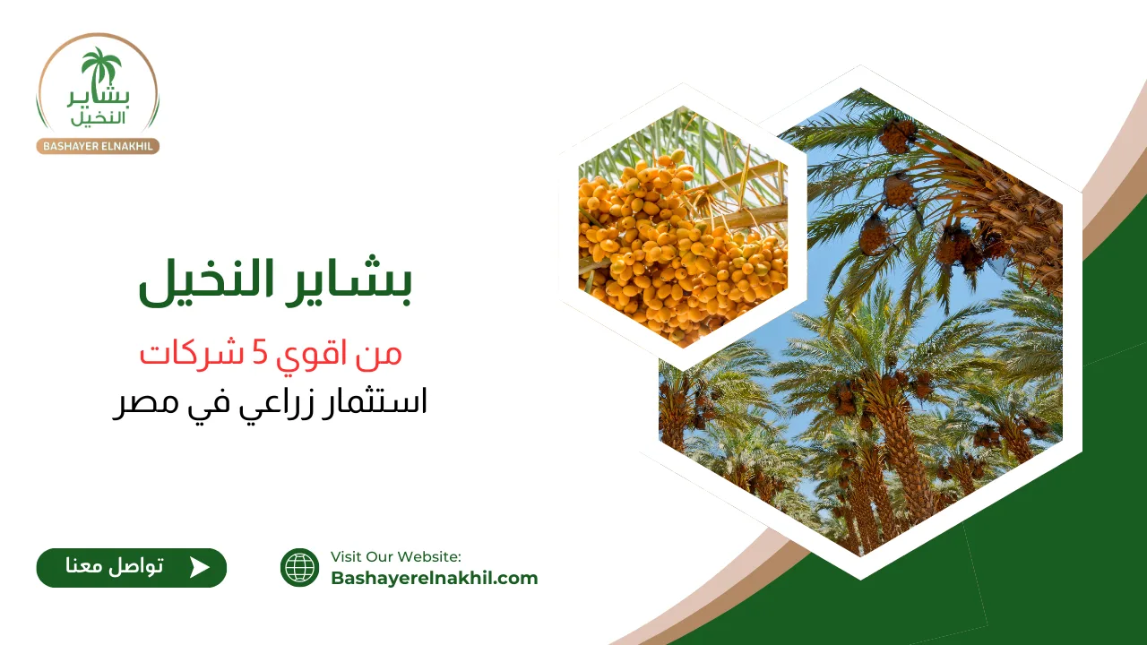 بشاير النخيل من اقوي 5 شركات استثمار زراعي في مصر
