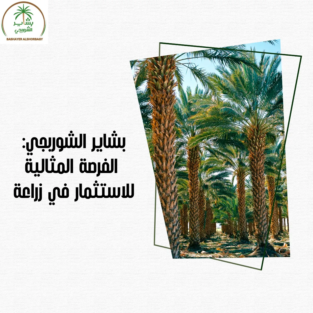 بشاير الشوربجي: الفرصة المثالية للاستثمار في زراعة النخيل