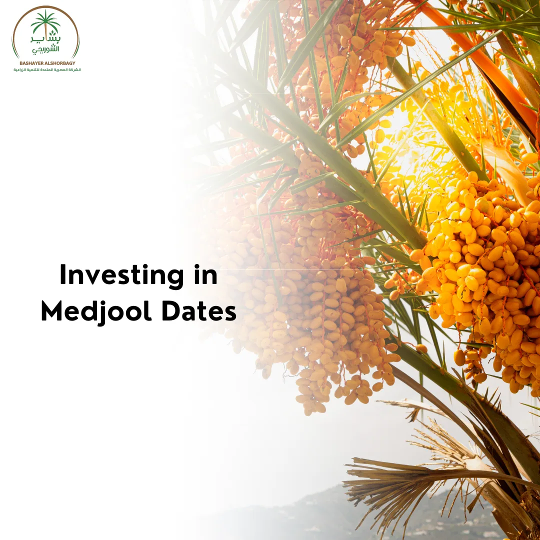 Investing in Medjool Dates