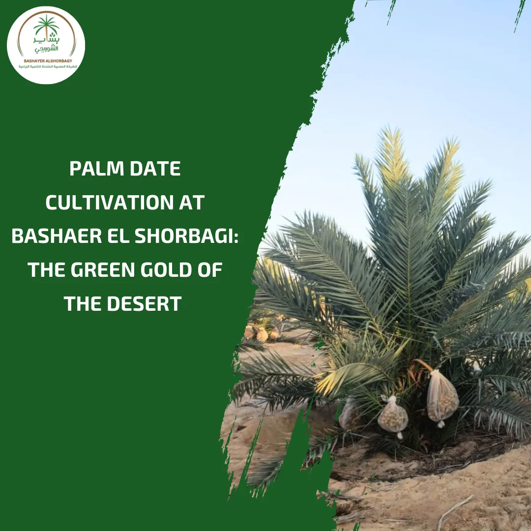 Palm Date Cultivation at Bashaer El Shorbagi: The Green Gold of the Desert