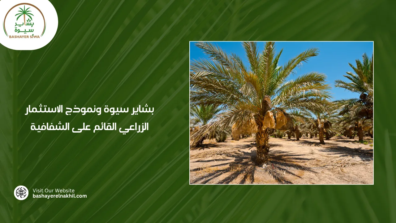 بشاير سيوة ونموذج الاستثمار الزراعي القائم على الشفافية
