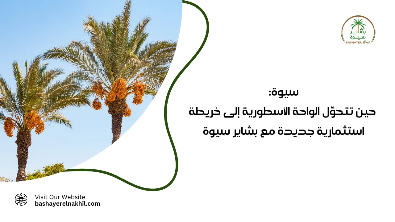 سيوة: حين تتحوّل الواحة الأسطورية إلى خريطة استثمارية