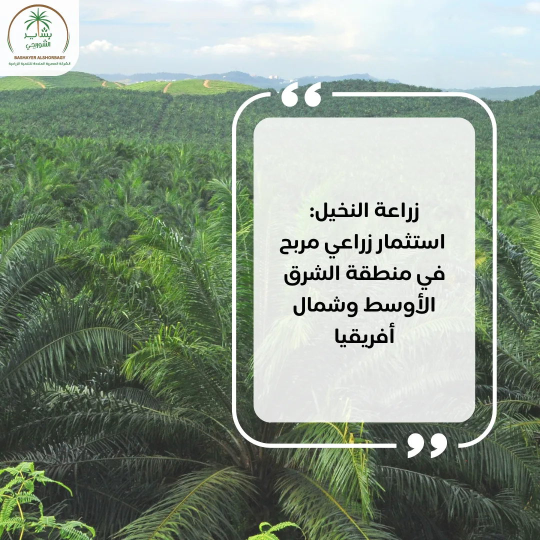 زراعة النخيل: استثمار زراعي مربح في منطقة الشرق الأوسط وشمال أفريقيا