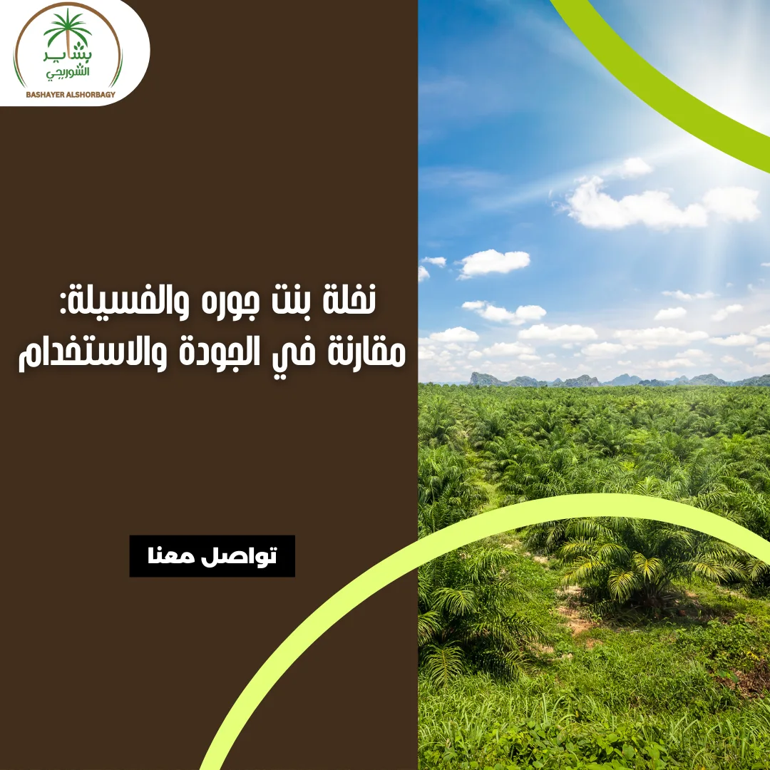 نخلة بنت جوره والفسيلة: مقارنة في الجودة والاستخدام