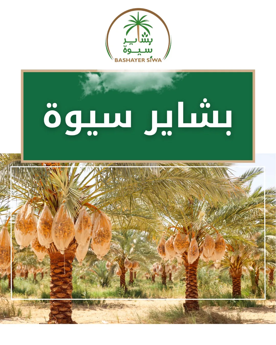 بشاير النخيل – الريادة في زراعة النخيل في الشرق الأوسط