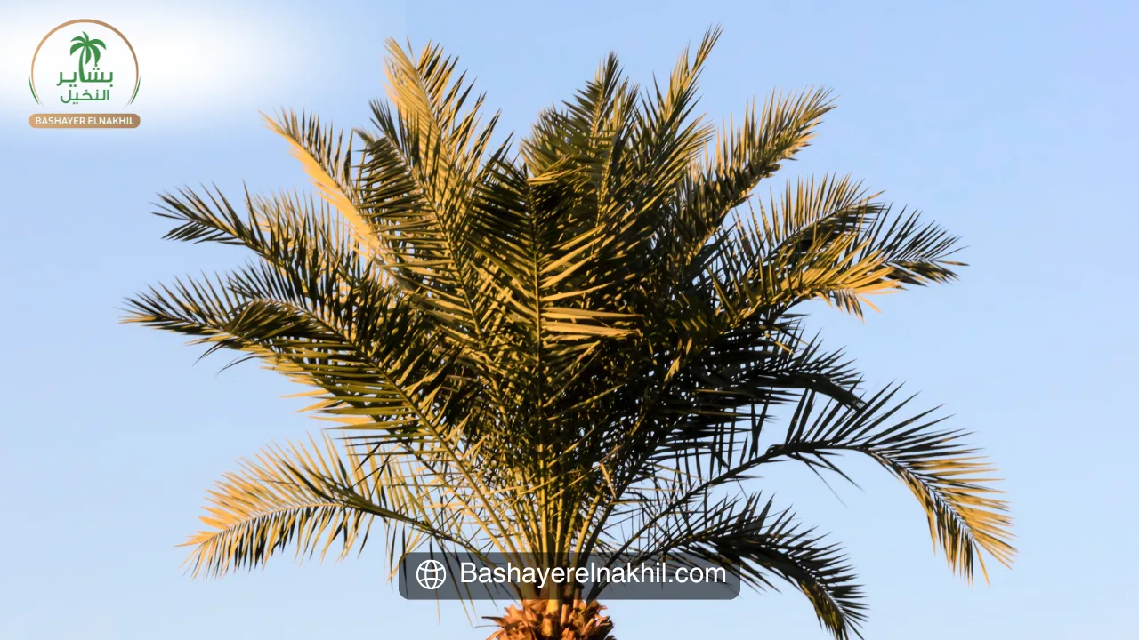 Bashayer Al-Nakhil Farms: A Model of Agricultural Excellence and Economic Prosperity