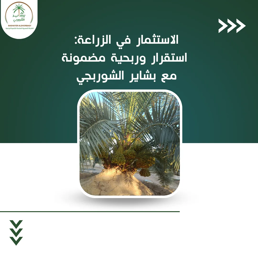الاستثمار في الزراعة: استقرار وربحية مضمونة مع بشاير الشوربجي