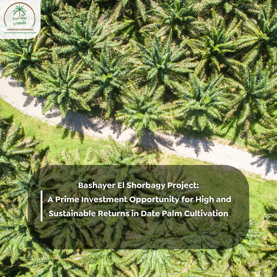 A Prime Investment Opportunity for High and Sustainable Returns in Date Palm Cultivation