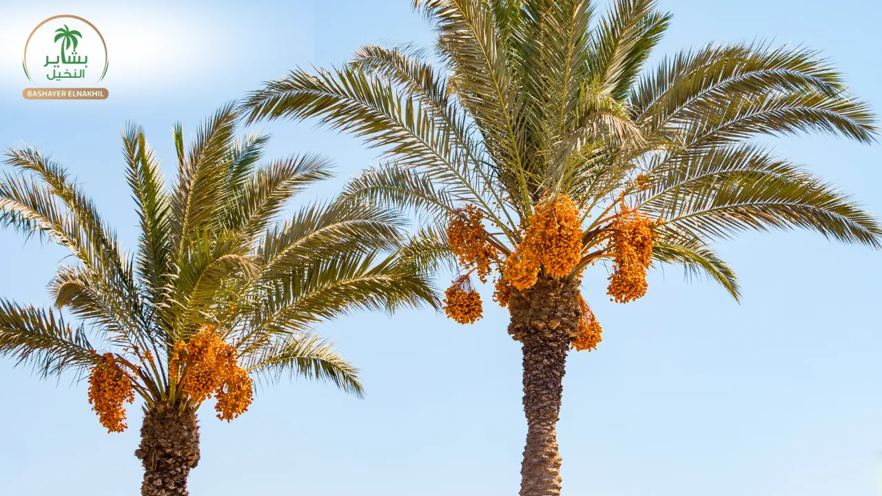 A Model for Egypt’s Agricultural Future