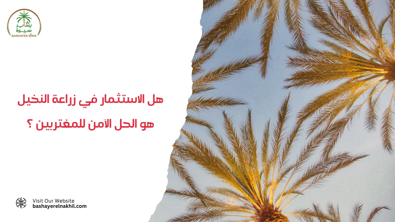 هل الاستثمار في زراعة النخيل هو الحل الآمن للمغتربين ؟