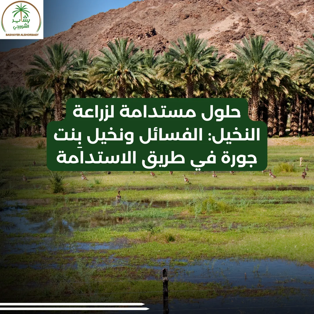 حلول مستدامة لزراعة النخيل