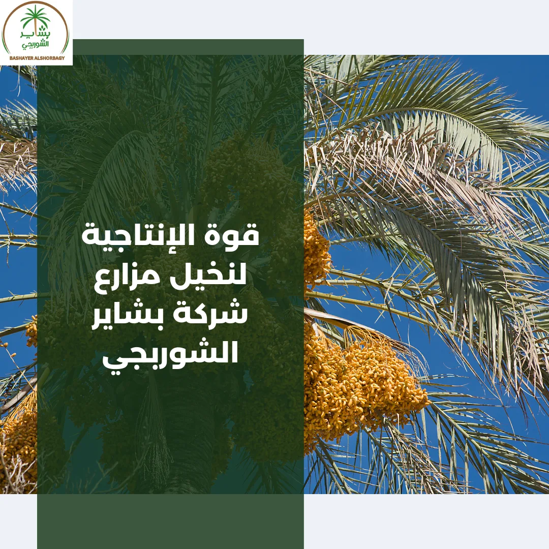 قوة الإنتاجية لنخيل مزارع شركة بشاير الشوربجي