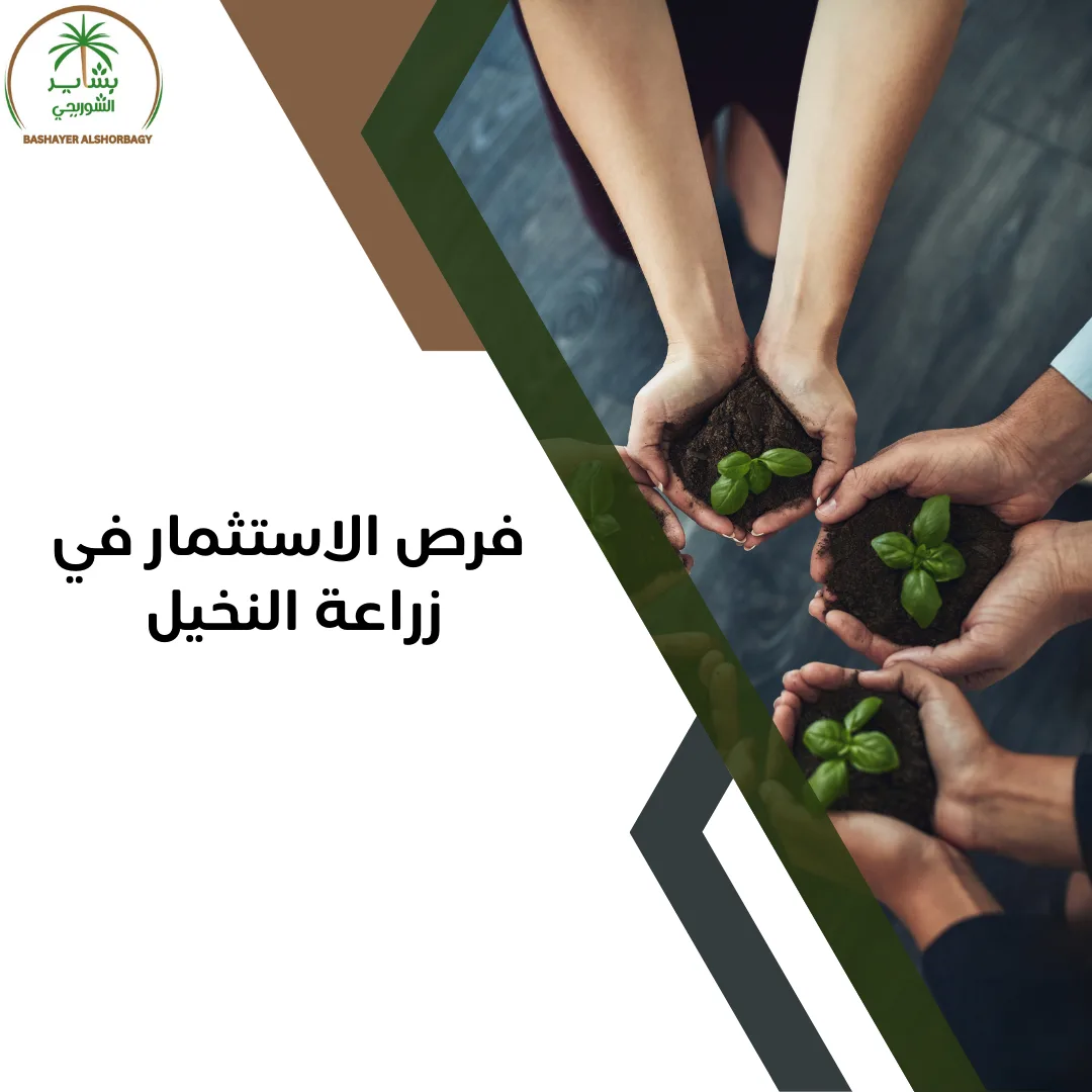 فرص الاستثمار في زراعة النخيل في واحة الفرافرة في مصر