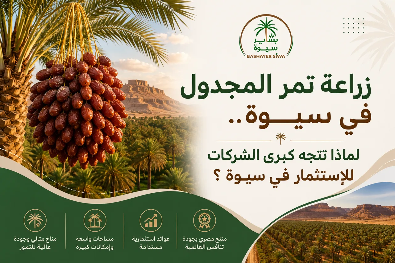 زراعة تمر المجدول في سيوة.. لماذا تتجه كبرى الشركات للاستثمار في سيوة ؟