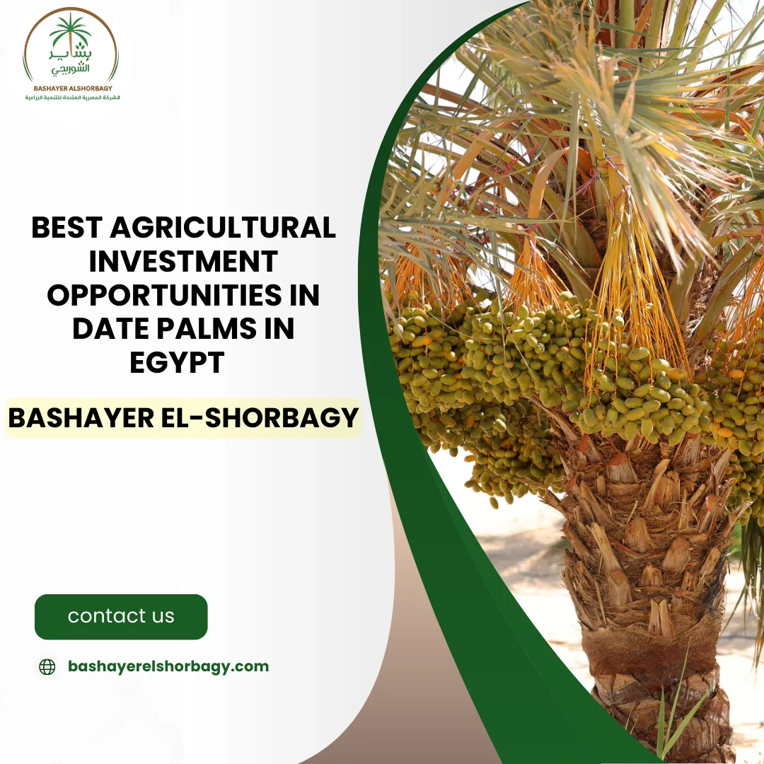 Best Agricultural Investment Opportunities in Date Palms in Egypt – Bashayer El-Shorbagy