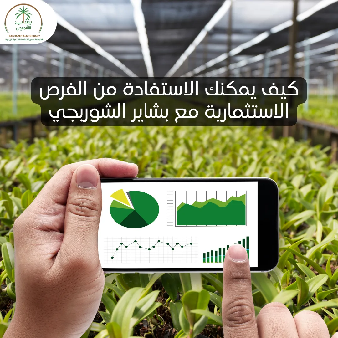 كيف يمكنك الاستفادة من الفرص الاستثمارية مع بشاير الشوربجي