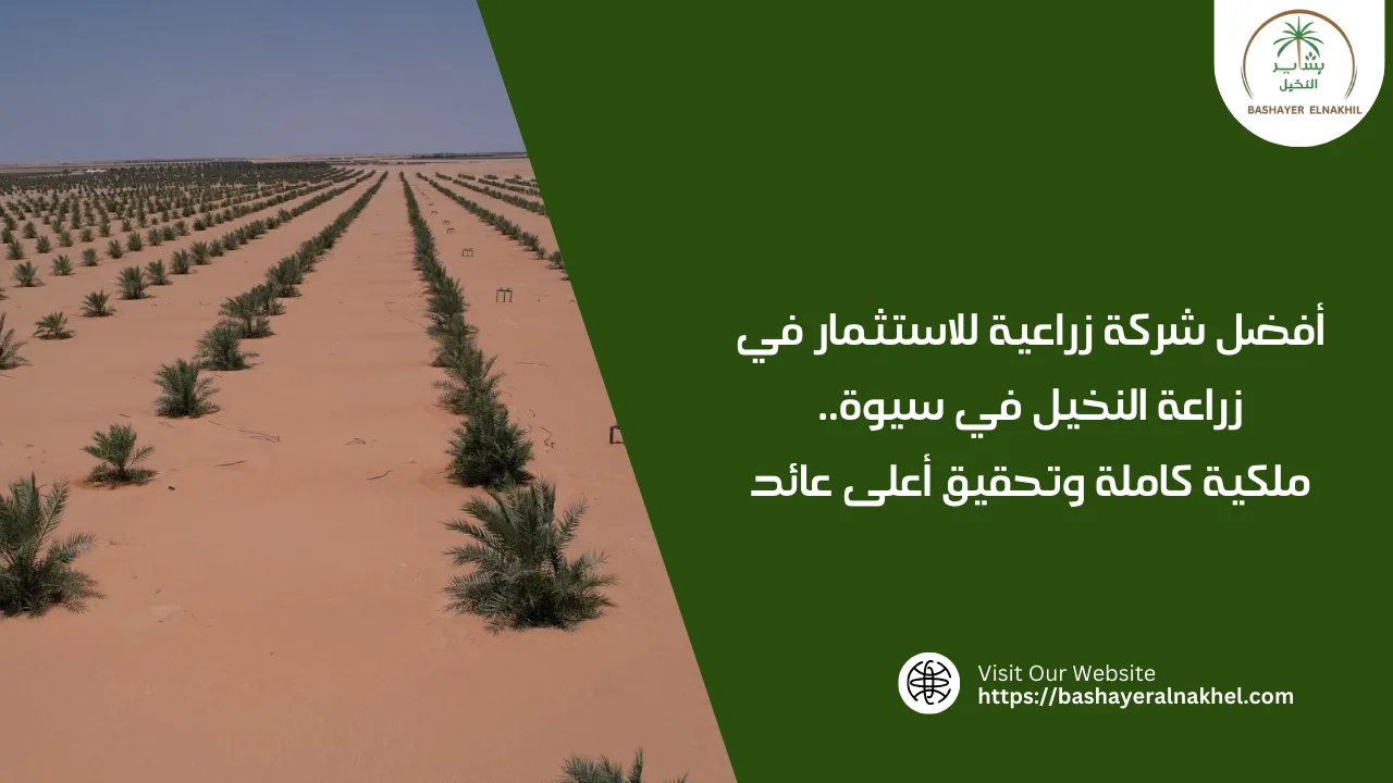 أفضل شركة زراعية للاستثمار في زراعة النخيل في سيوة..ملكية كاملة وتحقيق أعلى عائد