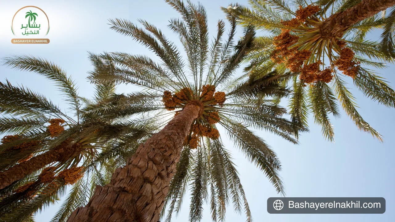 Bashayer El-Nakhil – A New Era of Agricultural Investment in Egypt