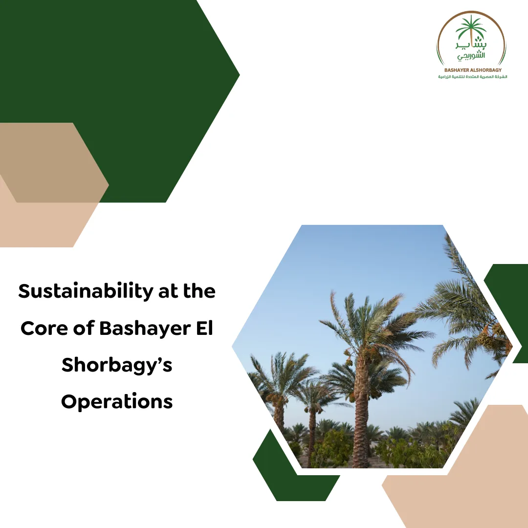 Sustainability at the Core of Bashayer El Shorbagy’s Operations