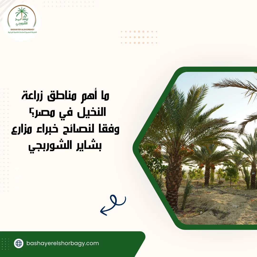 ما أهم مناطق زراعة النخيل في مصر؟ وفقا لنصائح خبراء مزارع بشاير الشوربجي
