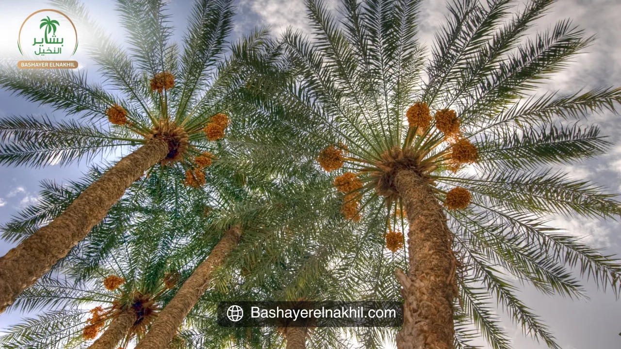 كيف يغير الاستثمار الذكي مستقبل الزراعة في مصر؟