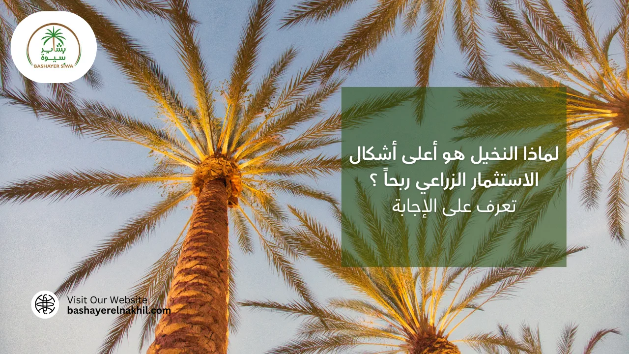 لماذا النخيل هو أعلى أشكال الاستثمار الزراعي ربحاً ؟