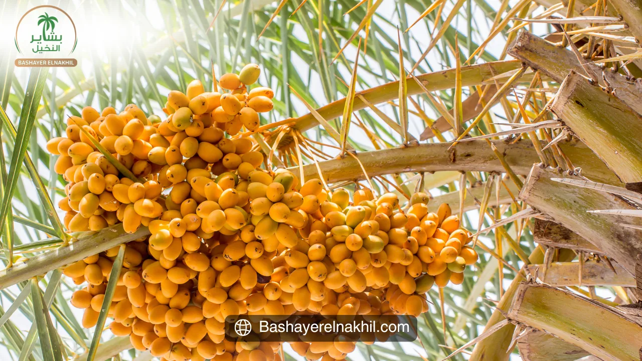 Transforming Agriculture: The Vision of Bashaer Al-Nakhil