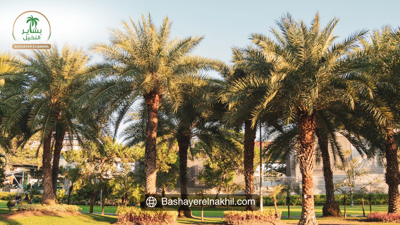 Bashayer El-Nakhil: A Model for Sustainable Agricultural Investment