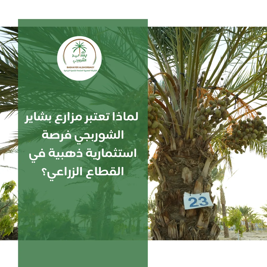لماذا تعتبر مزارع بشاير الشوربجي فرصة استثمارية ذهبية في القطاع الزراعي؟