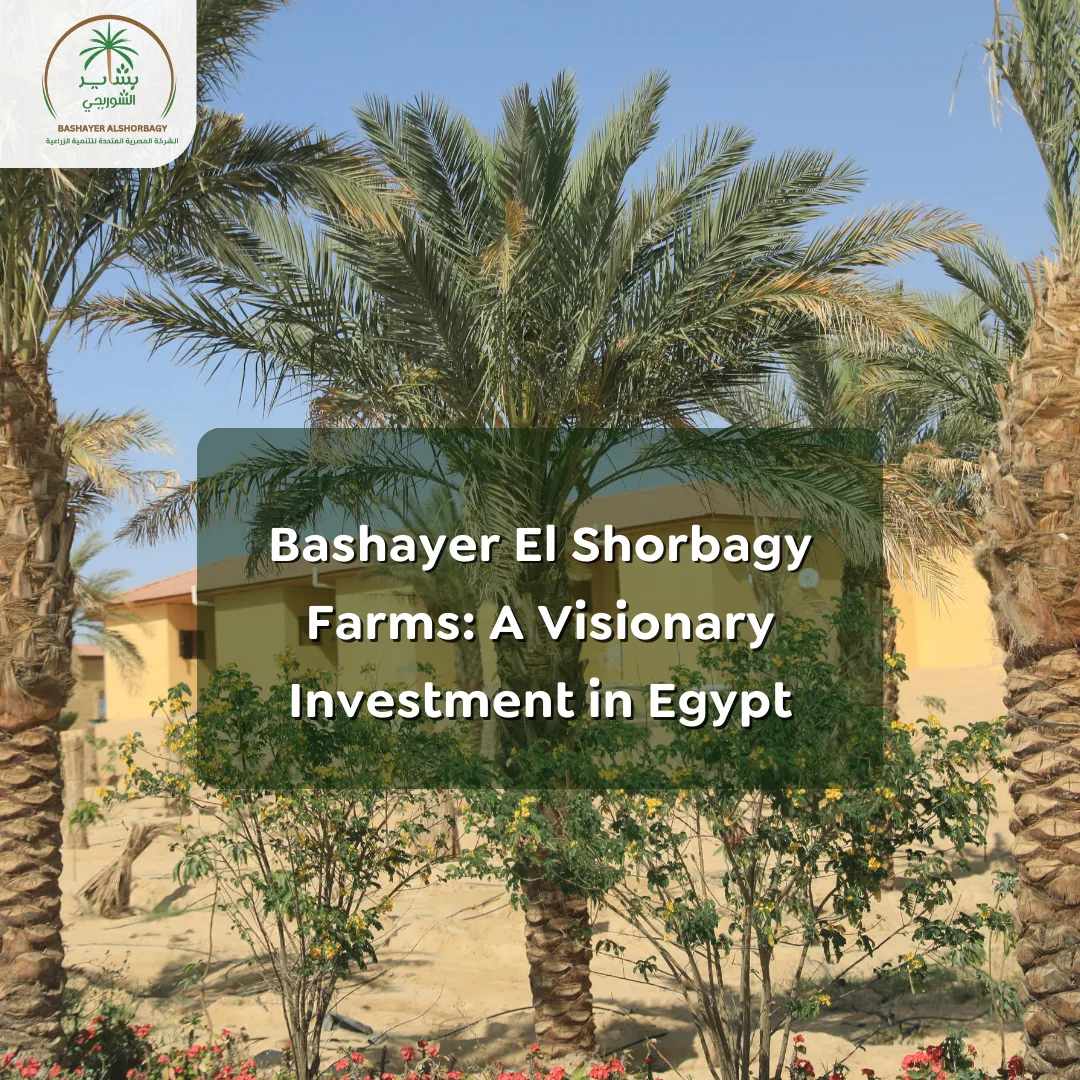 Bashayer El Shorbagy Farms: A Visionary Investment in Egypt