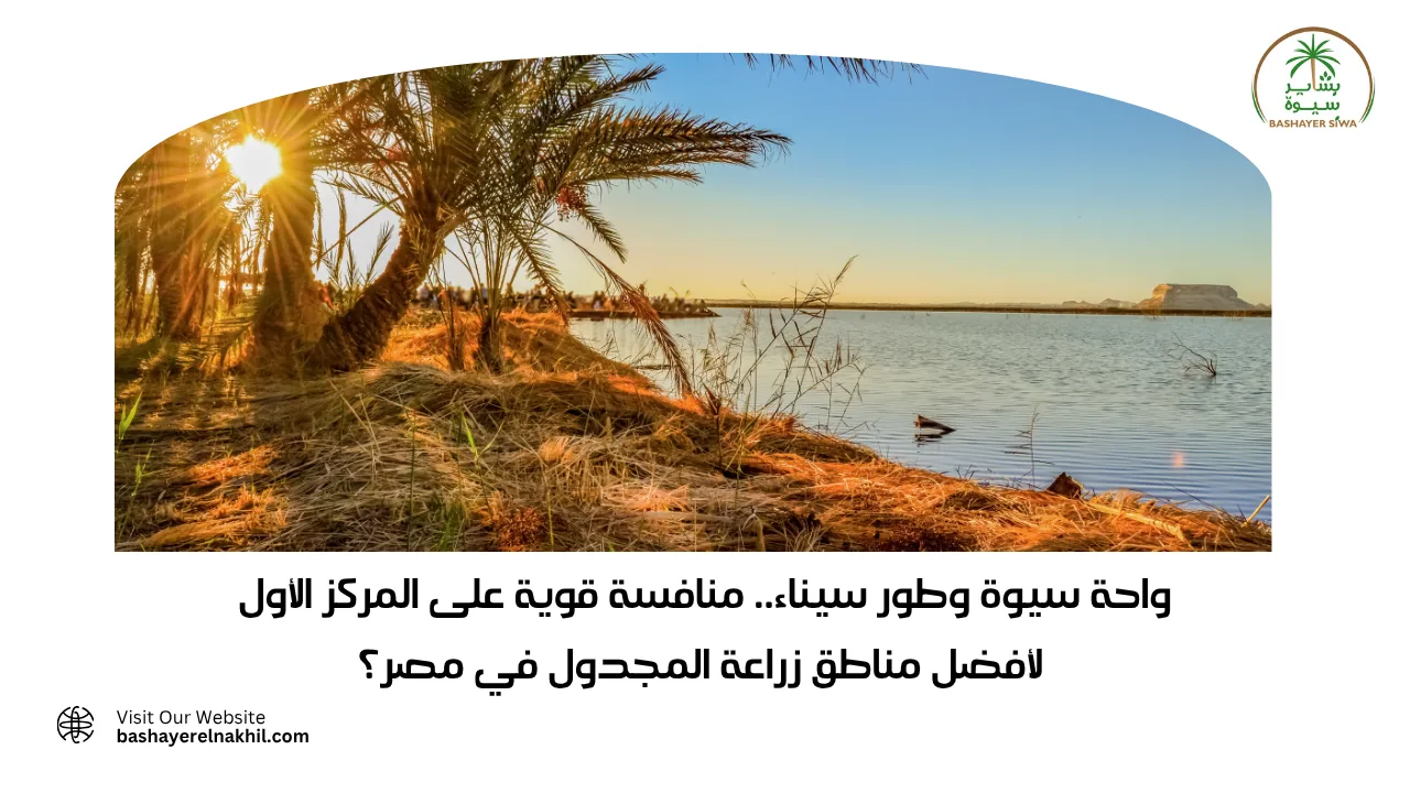 واحة سيوة وطور سيناء.. منافسة قوية على المركز الأول لأفضل مناطق زراعة المجدول في مصر؟