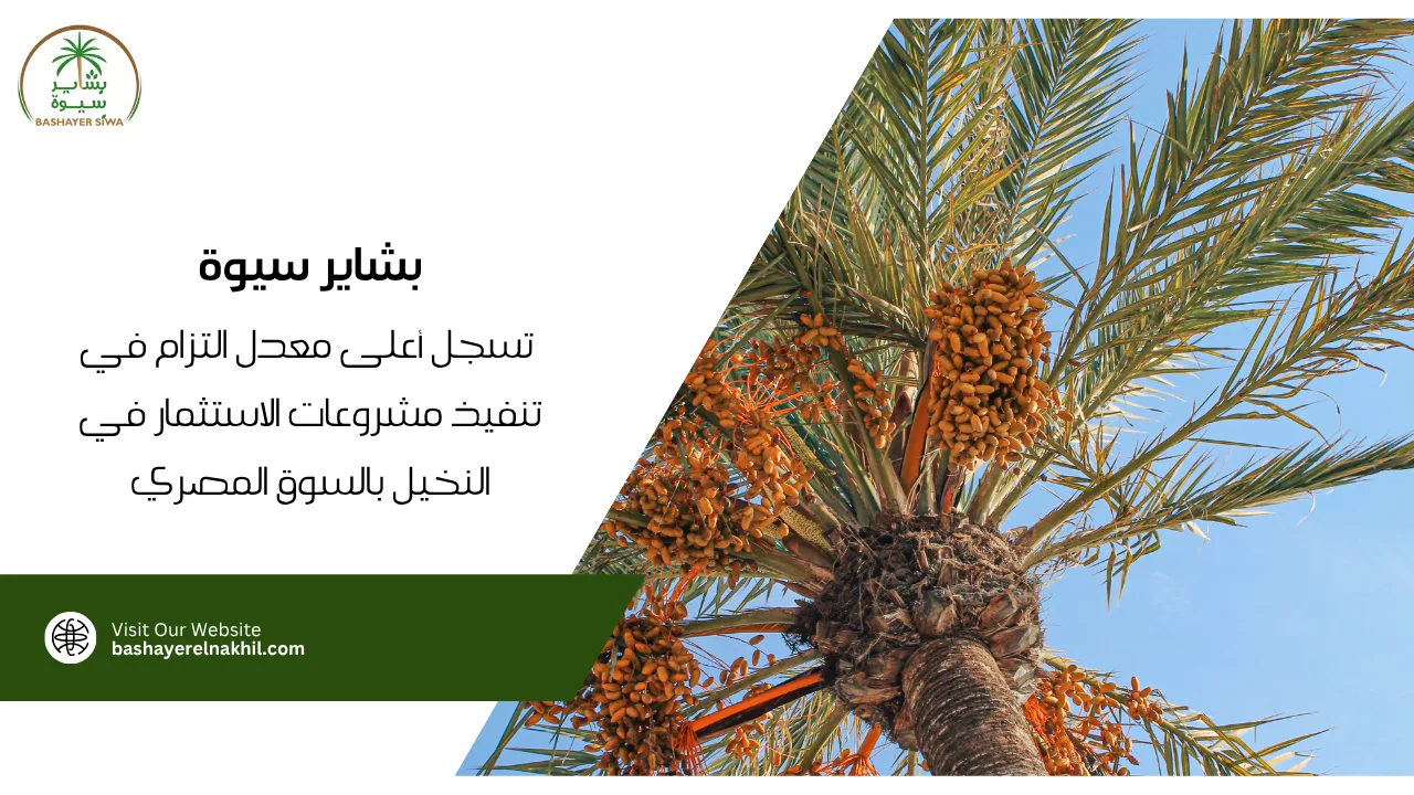 بشاير سيوة تسجل أعلى معدل التزام في تنفيذ مشروعات الاستثمار في النخيل بالسوق المصري