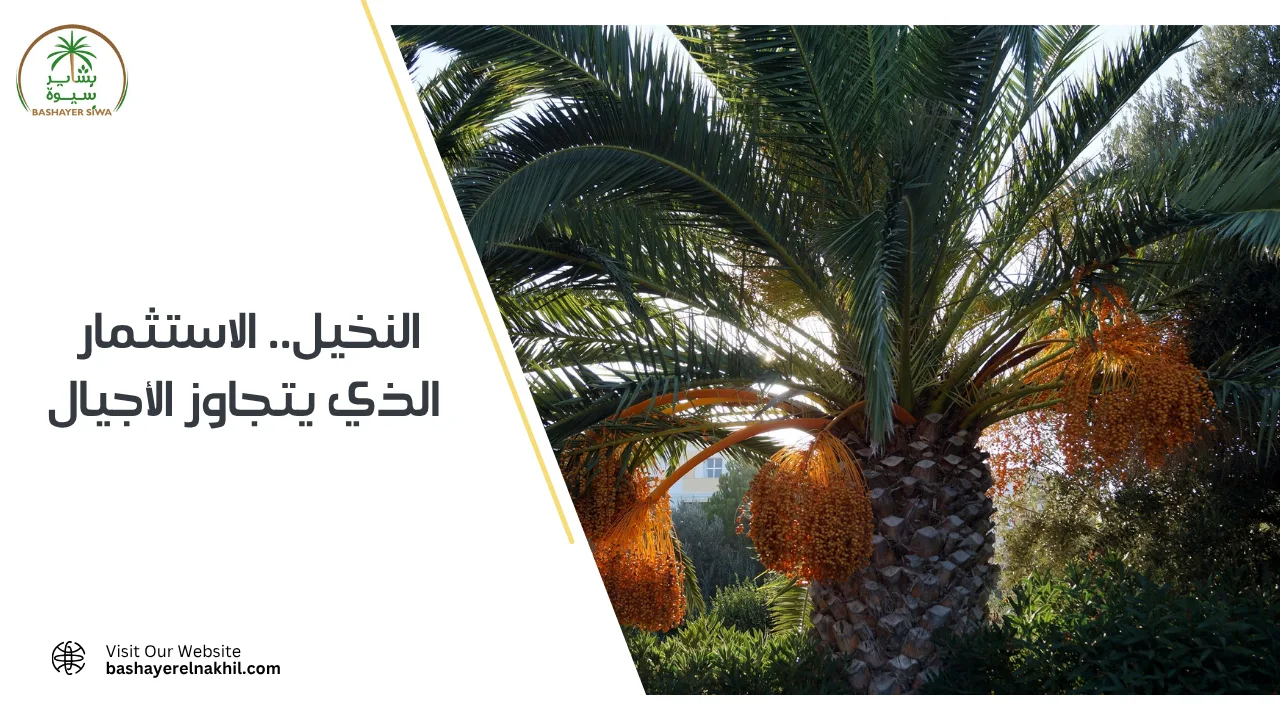 النخيل.. الاستثمار الذي يتجاوز الأجيال
