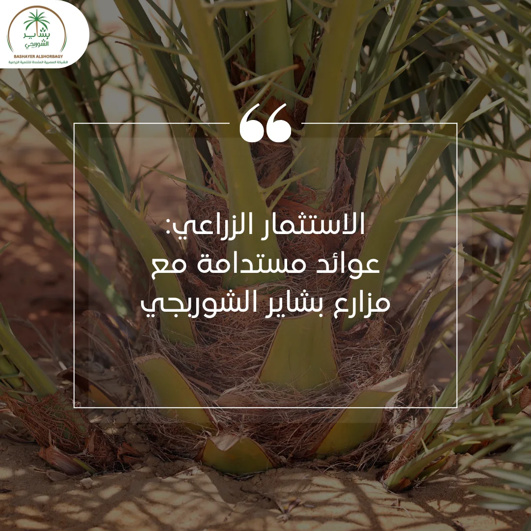 الاستثمار الزراعي: عوائد مستدامة مع مزارع بشاير الشوربجي