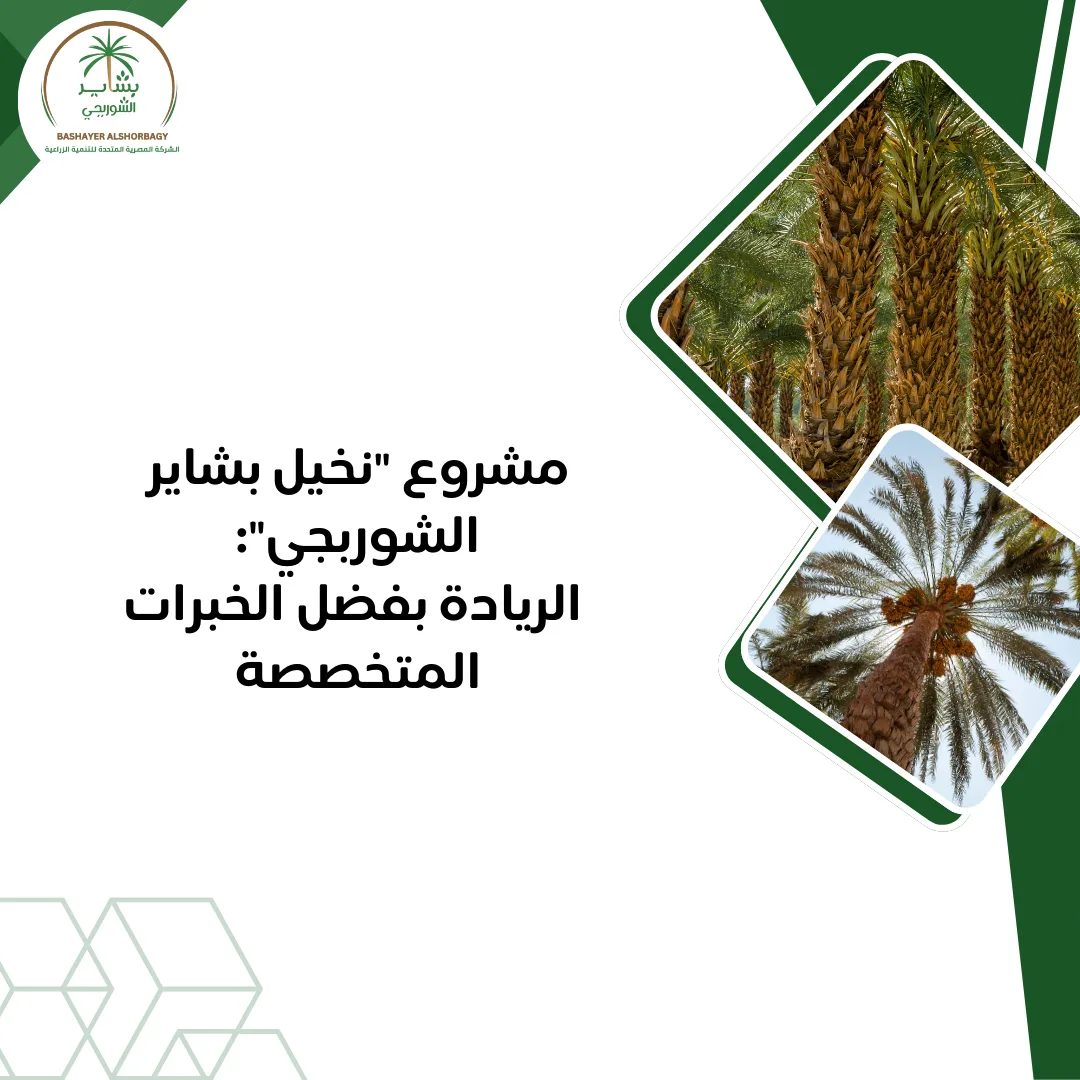 مشروع “نخيل بشاير الشوربجي”: الريادة بفضل الخبرات المتخصصة