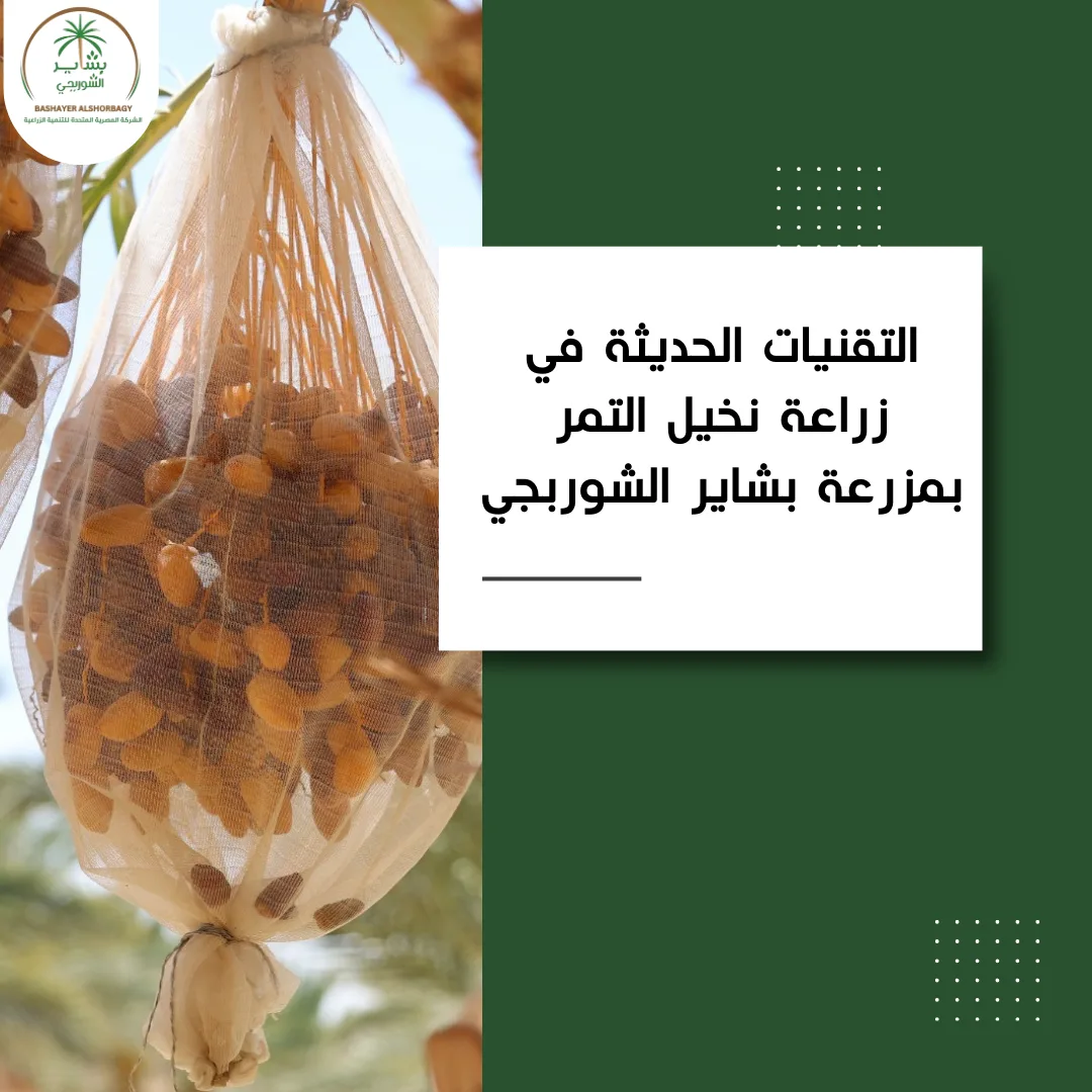 التقنيات الحديثة في زراعة نخيل التمر بمزرعة بشاير الشوربجي