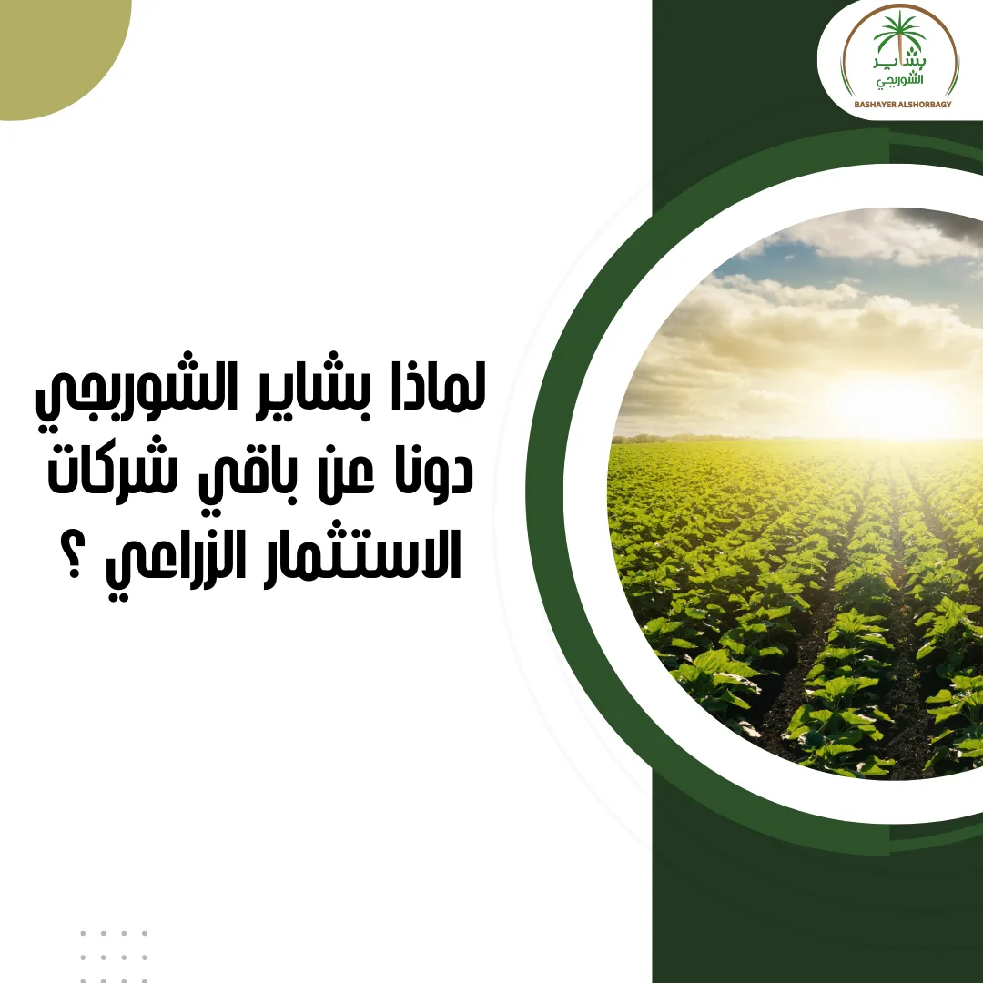 لماذا بشاير الشوربجي دونا عن باقي شركات الاستثمار الزراعي ؟