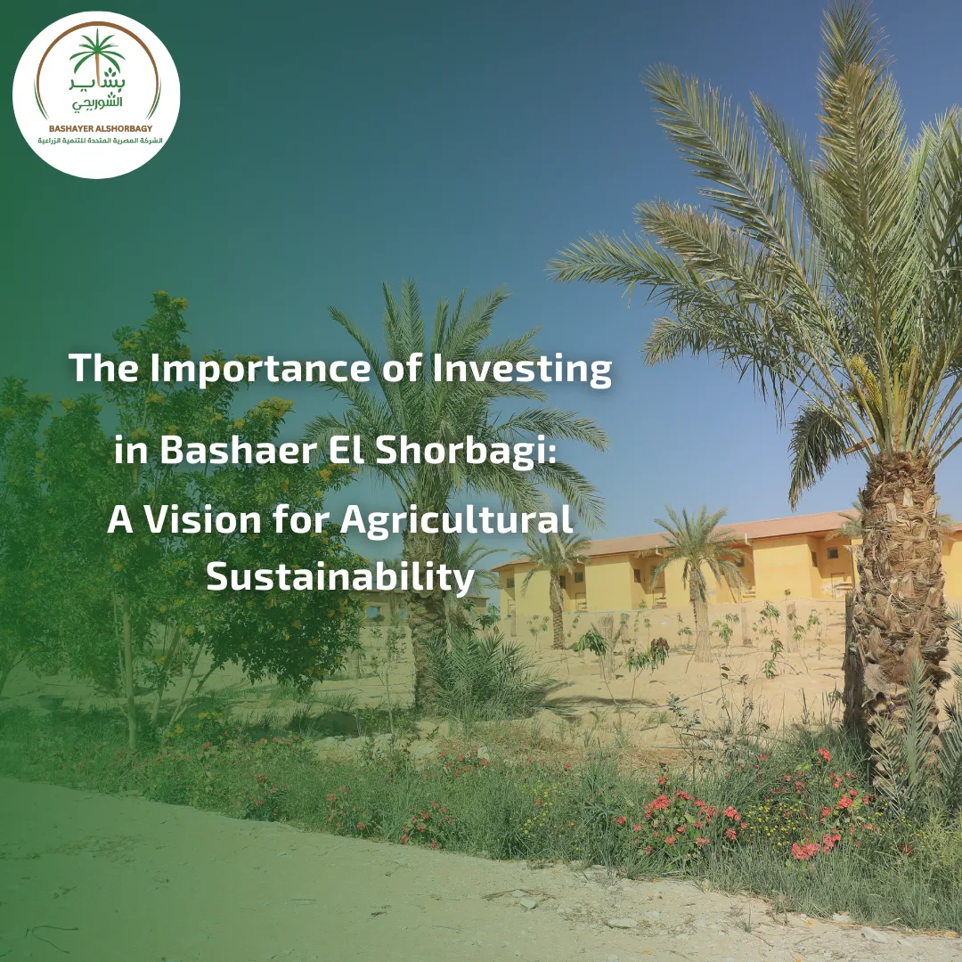 The Importance of Investing in Bashaer El Shorbagi