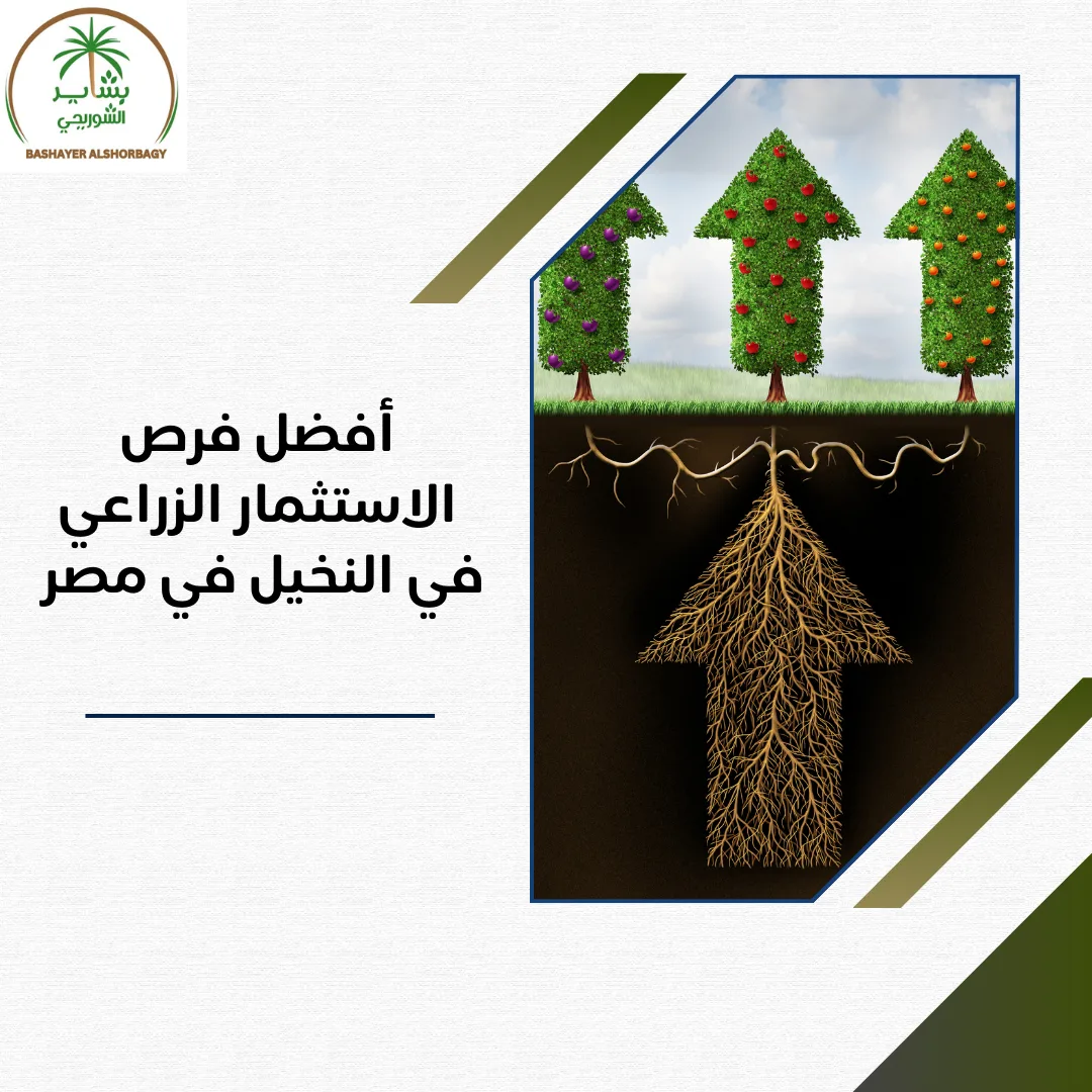 أفضل فرص الاستثمار الزراعي في النخيل في مصر